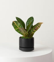 Golden Petra - Image 4