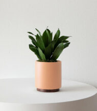 Dracaena Compacta - Image 2