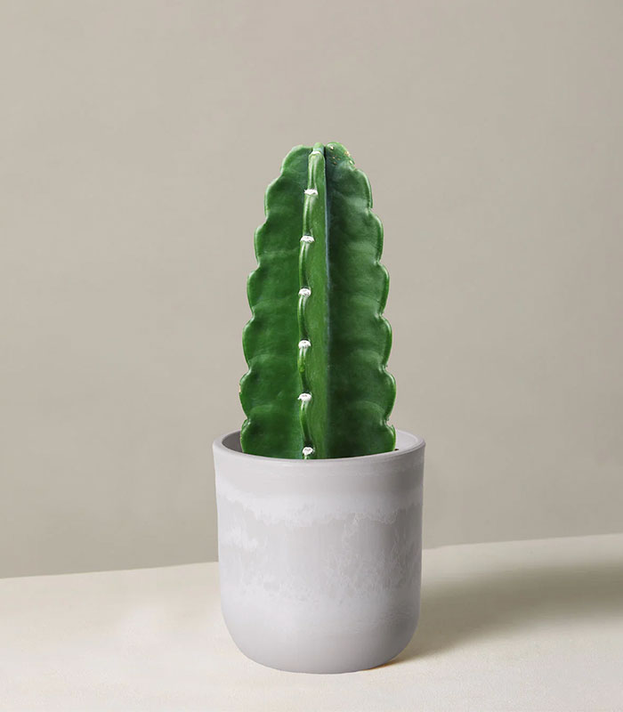 w-indoor-plants-small-7-0 Cuddly Cactus - Image 1