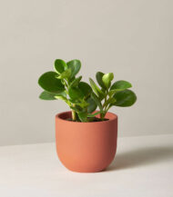 Peperomia Obtusifolia - Image 2