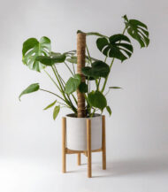 Golden Petra - Image 5