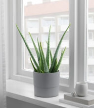 Neem Oil Natural Leaf Shine - Image 5