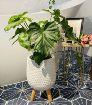 Mica Douro Pot - Image 3