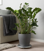 Bromeliad Vriesea - Image 5